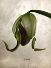 Paphiopedilum parishii var dianthum 